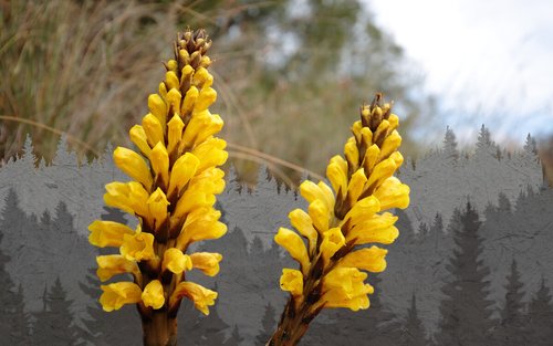 3 Key Benefits of Cistanche Tubulosa