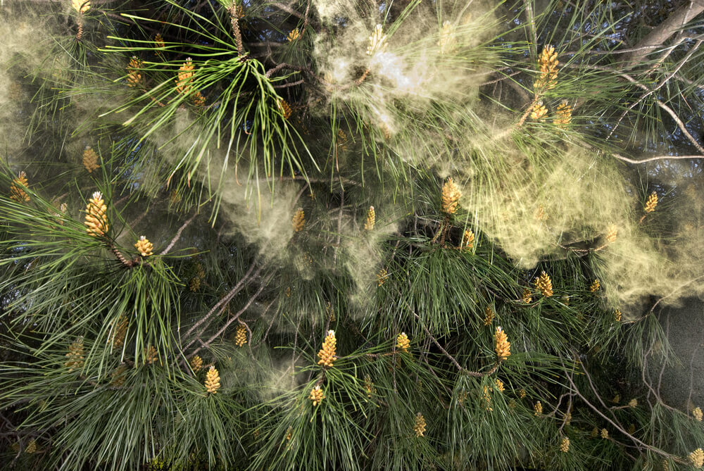 The Benefits of Pine Pollen for Testosterone and Gains You Can Brag About