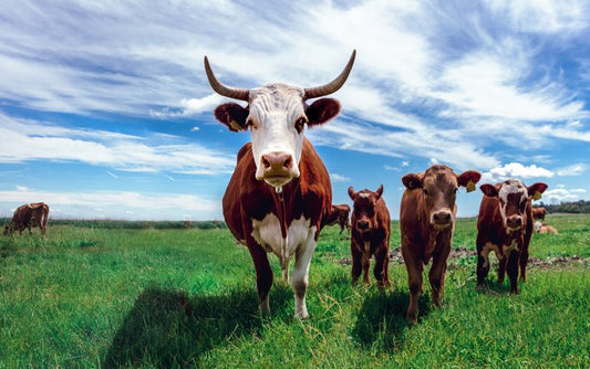 The 5 Best Organ Meats to Include In Your Diet