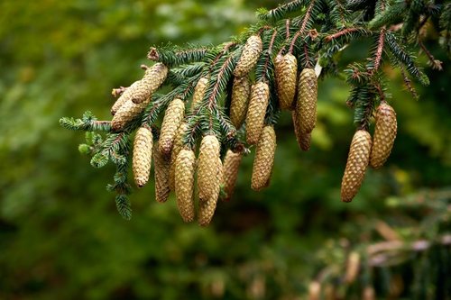 What's In Pine Pollen