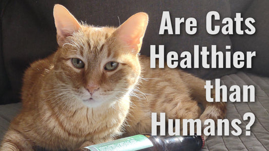 Why My Cat is Healthier Than Most People