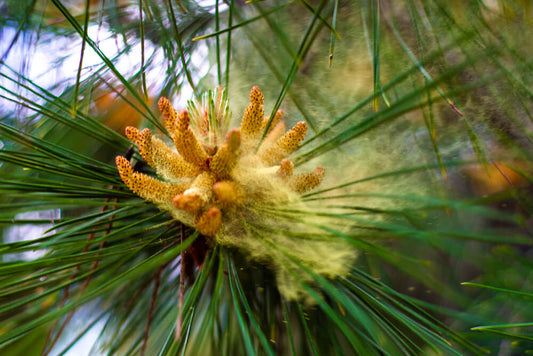 Pine Pollen and Prostate Health - What You Need to Know