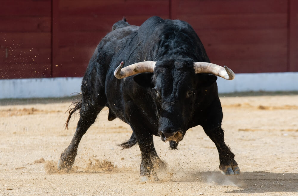 Why you should eat Rocky Mountain Oysters