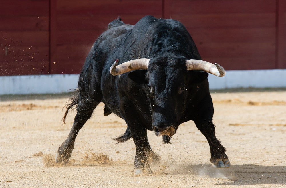 Is Grass-Fed Beef Testicle Supplement Right for You?