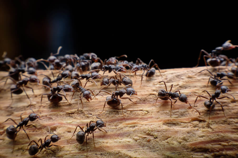 The Health Benefits of Black Ants Extract Powder