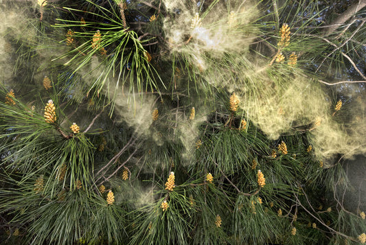 The Benefits of Pine Pollen for Testosterone and Gains You Can Brag About