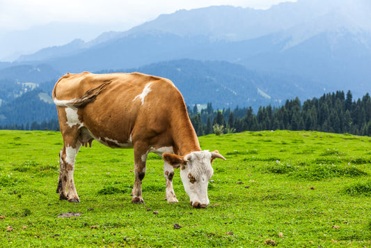 The Increasing Popularity of Beef Liver Supplements - Art